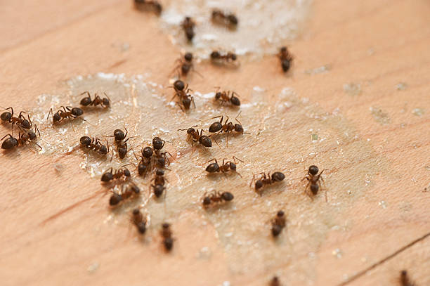 Best Ant Control Services  in Alameda, CA