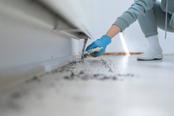 Reliable Alameda, CA Pest Control Solutions